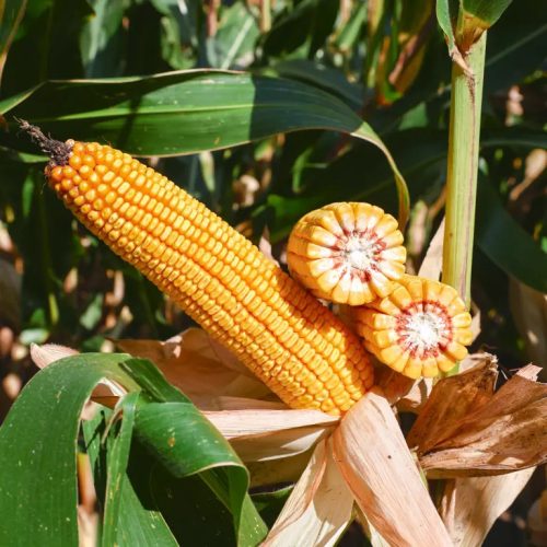 KWS ADONISIO kukorica vetőmag (50 000 szem / zsák)