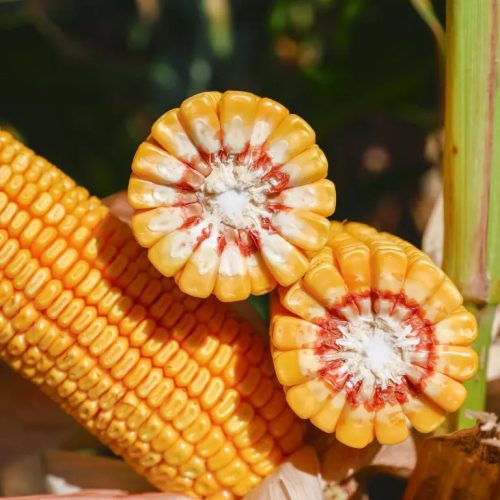 KWS ADONISIO kukorica vetőmag (50 000 szem / zsák)