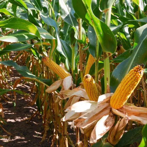 KWS ADONISIO kukorica vetőmag (50 000 szem / zsák)