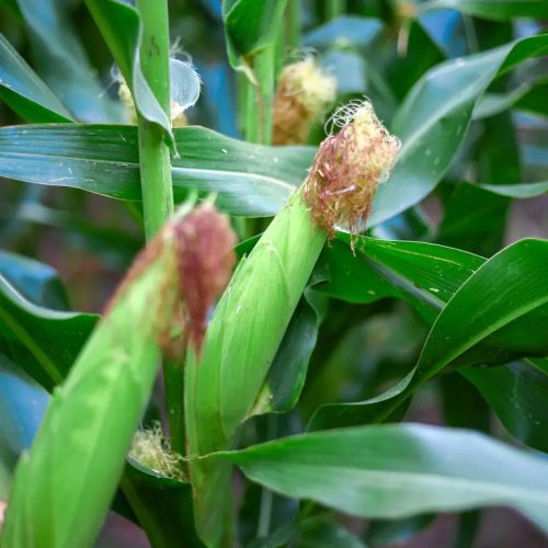 KWS ADONISIO kukorica vetőmag (50 000 szem / zsák)