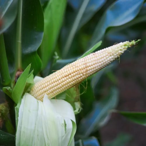 KWS ADONISIO kukorica vetőmag (50 000 szem / zsák)