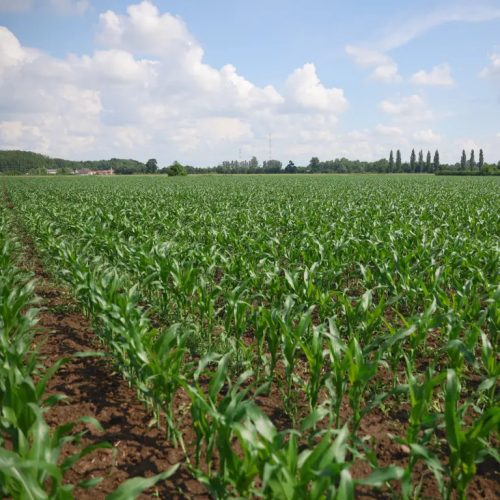 KWS ADONISIO kukorica vetőmag (50 000 szem / zsák)