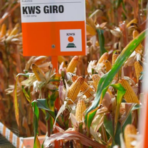 KWS GIRO kukorica vetőmag (50 000 szem / zsák)