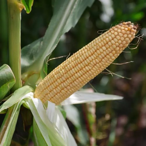 KWS GUILLERMO kukorica vetőmag (50 000 szem / zsák)