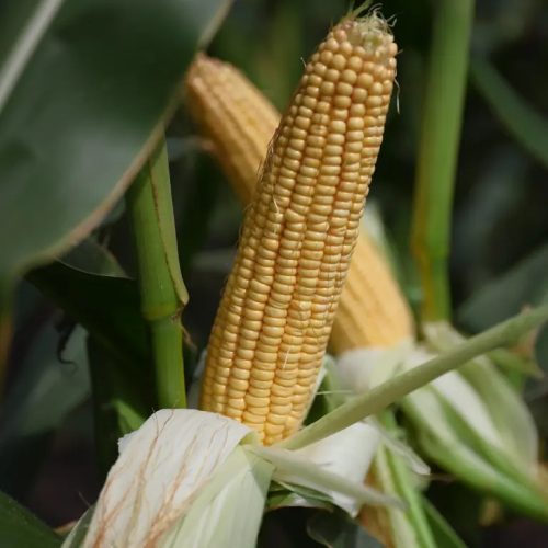 KWS GUILLERMO kukorica vetőmag (50 000 szem / zsák)