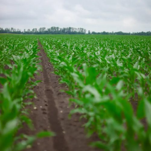 KWS GUILLERMO kukorica vetőmag (50 000 szem / zsák)