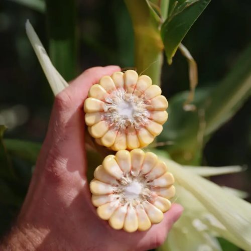 KWS GUILLERMO kukorica vetőmag (50 000 szem / zsák)