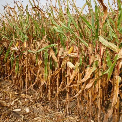 KWS GUILLERMO kukorica vetőmag (50 000 szem / zsák)