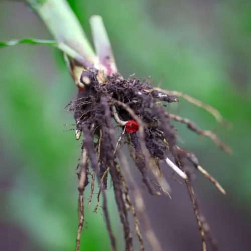 KWS GUILLERMO kukorica vetőmag (50 000 szem / zsák)