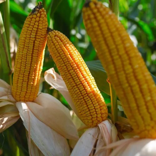 KWS HYPOLITO kukorica vetőmag (50 000 szem / zsák)