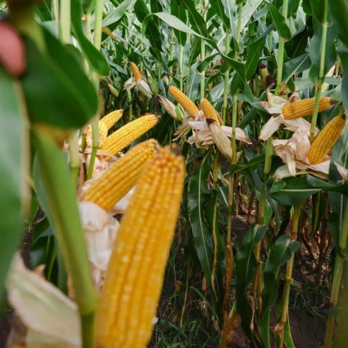 KWS HYPOLITO kukorica vetőmag (50 000 szem / zsák)