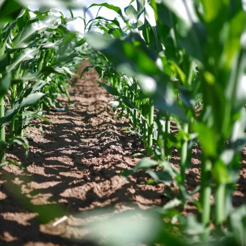 KWS HYPOLITO kukorica vetőmag (50 000 szem / zsák)