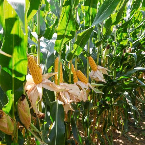 KWS HYPOLITO kukorica vetőmag (50 000 szem / zsák)