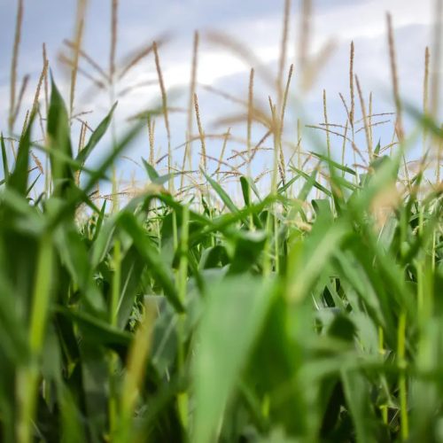 KWS HYPOLITO kukorica vetőmag (50 000 szem / zsák)