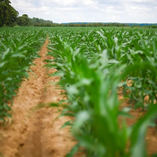 KWS INTELIGENS kukorica vetőmag (50 000 szem / zsák)