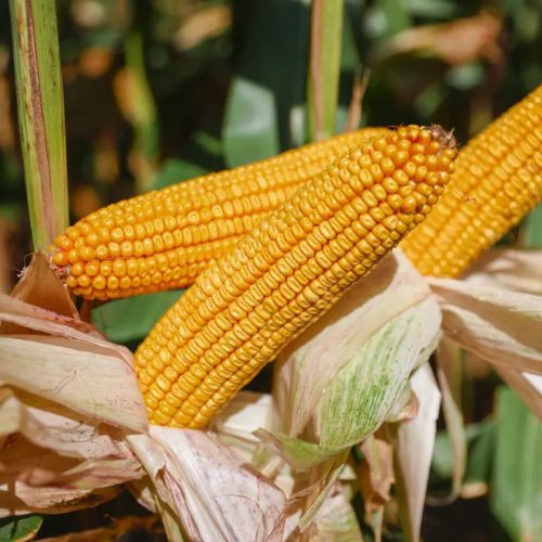 KWS INTELIGENS kukorica vetőmag (50 000 szem / zsák)