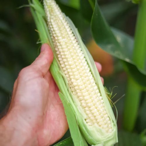 KWS INTELIGENS kukorica vetőmag (50 000 szem / zsák)