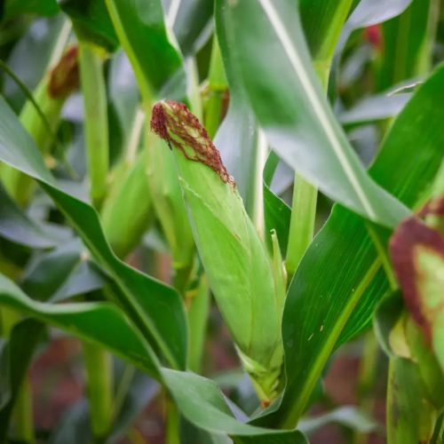 KWS INTELIGENS kukorica vetőmag (50 000 szem / zsák)