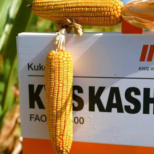 KWS KASHMIR kukorica vetőmag (50 000 szem / zsák)