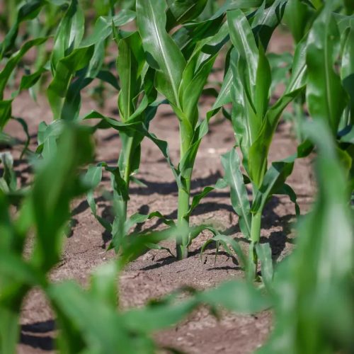 KWS KASHMIR kukorica vetőmag (50 000 szem / zsák)