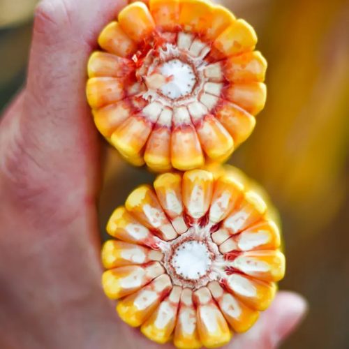 KWS KASHMIR kukorica vetőmag (50 000 szem / zsák)