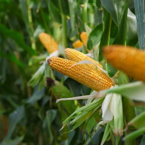 KWS KONFITES kukorica vetőmag (50 000 szem / zsák)