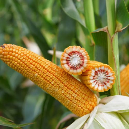 KWS KONFITES kukorica vetőmag (50 000 szem / zsák)