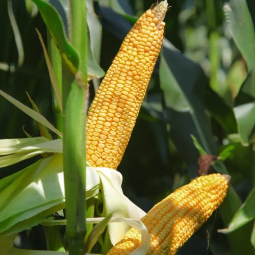 KWS KONFITES kukorica vetőmag (50 000 szem / zsák)