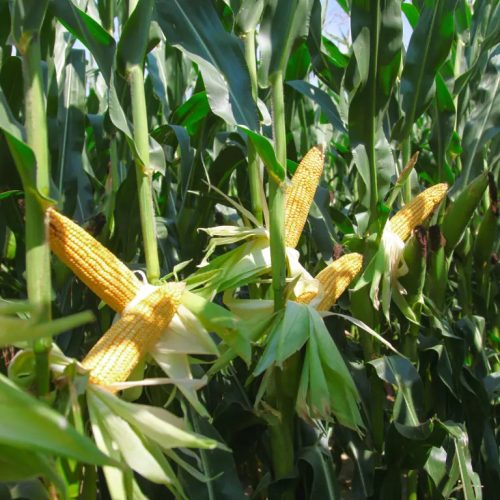 KWS KONFITES kukorica vetőmag (50 000 szem / zsák)