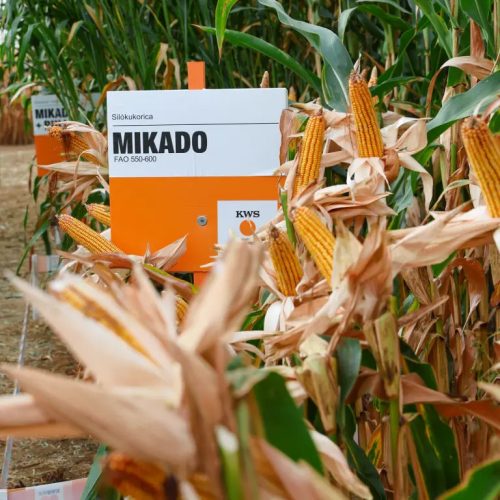 KWS MIKADO kukorica vetőmag (50 000 szem / zsák)