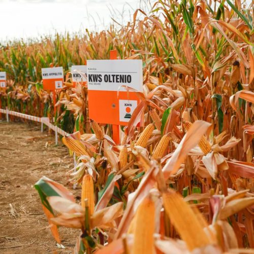 KWS OLTENIO kukorica vetőmag (50 000 szem / zsák)