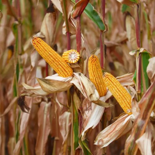 KWS OLTENIO kukorica vetőmag (50 000 szem / zsák)