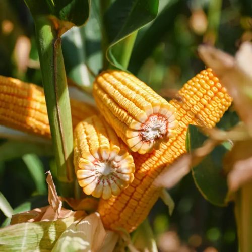 KWS OLTENIO kukorica vetőmag (50 000 szem / zsák)