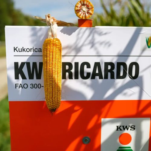 KWS RICARDO kukorica vetőmag (50 000 szem / zsák)