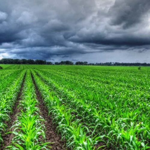 Lidea ES FARADAY kukorica vetőmag (50.000szem/zsák)