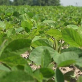 Lidea ES GENERATOR szója vetőmag (1000 kg/BigBag)