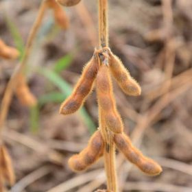Lidea ES MEDIATOR szója vetőmag (1000 kg/BigBag)