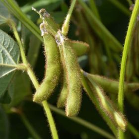 Lidea ES MENTOR szója vetőmag (1000 kg/BigBag)