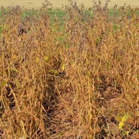 Lidea ES PALLADOR szója vetőmag (1000 kg/BigBag)