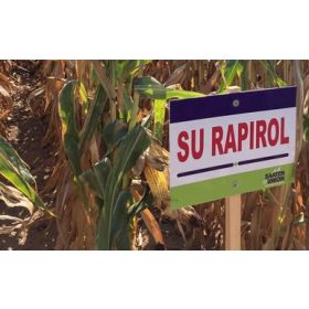 SU RAPIROL (FAO 360)