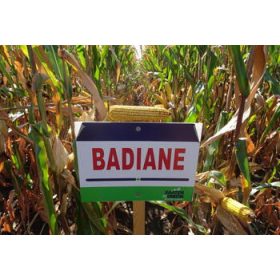 SU BADIANE (FAO 360)
