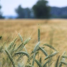 Az esszenciális tápelemek mikrobiológiai körforgalma a szántóföldi növénytermesztésben