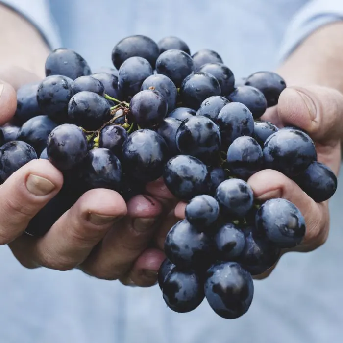A szőlő tápanyagellátása - miért fontos, miért kell odafigyelni?