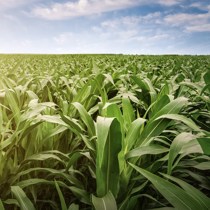 Lombtrágyázás jelentősége kukoricában és napraforgóban