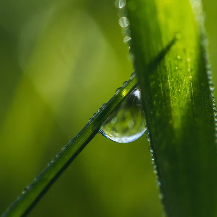 A vízkeménység és a pH szerepe a növényvédelmi kezelések hatékonyságában