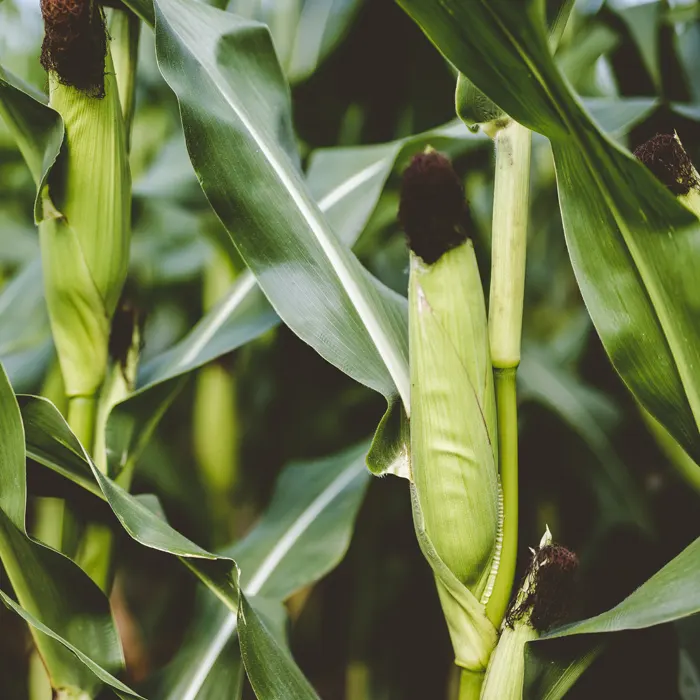 A kukorica vetése - Óvatosan a korai kezdéssel